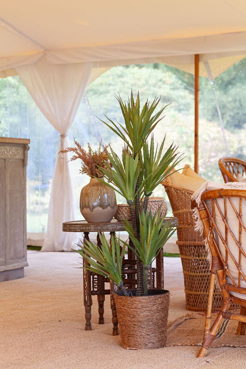 Bamboo Plant in pot (180cm x 40cm x 40cm)