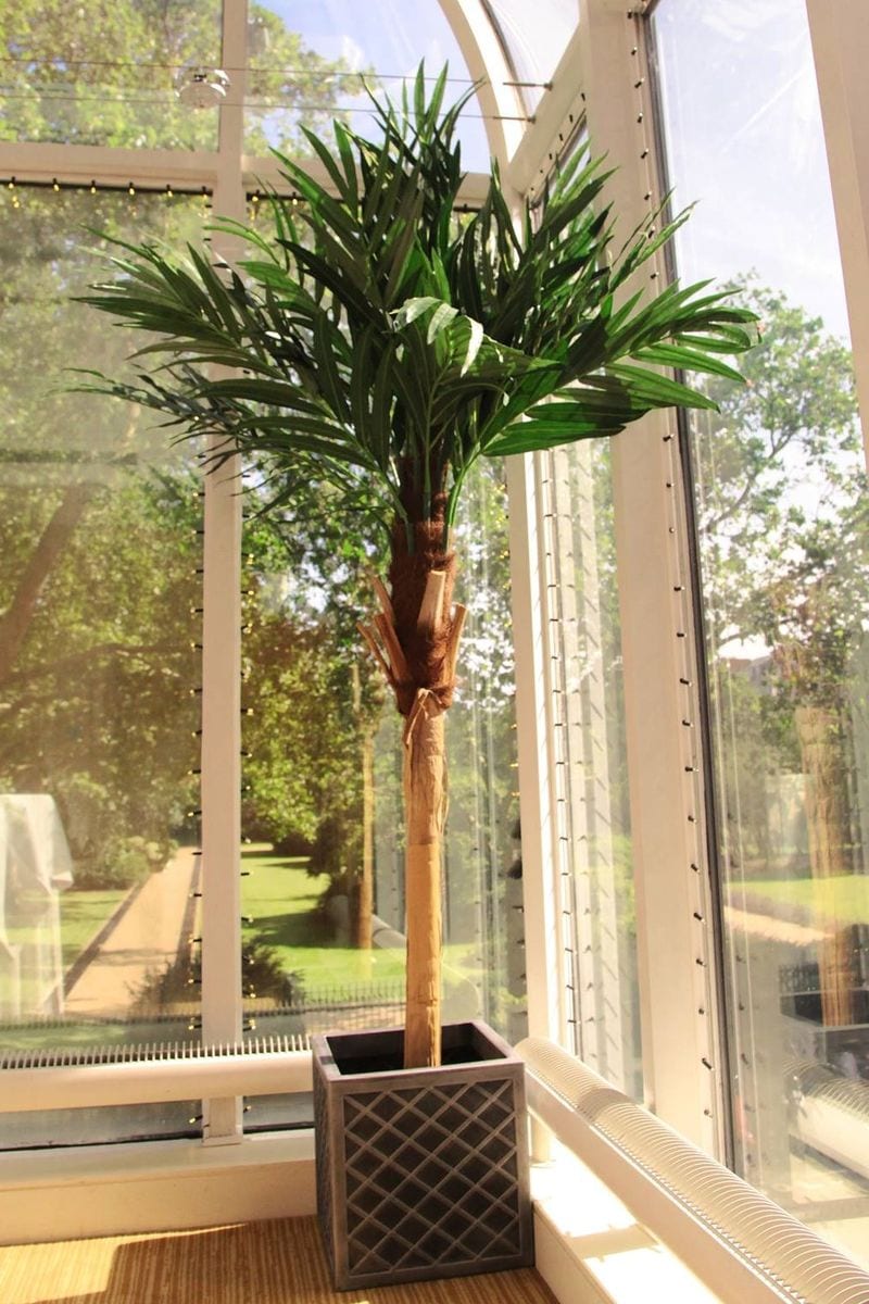 Kenya Palm (9ft tall)